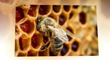 Bal Arıları Sokunca Neden Ölür?