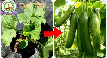 Salatalığın Kardeş Bitkilerini Yanına Mutlaka Ekin Asla Hasta Olmaz Ve Gübre Olmadan Çok Meyve Verir Bakım