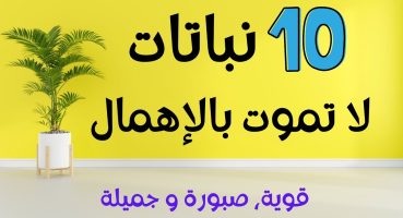 10 نباتات لتزيين بيتك لا تحتاج إلى الكثير من الرعاية والاهتمام Bakım