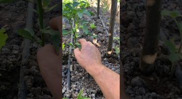 Biberde şekil budaması nasıl yapılır; peppers first pruning