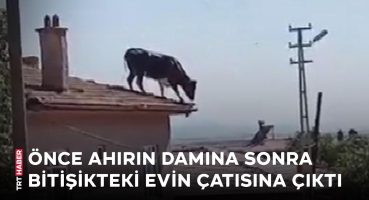 Konya’da kaçan boğa çatıya çıktı