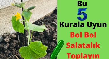Bahçede Ve Saksıda Salatalık Yetiştirmenin Tüm Püf Noktaları/ Salatalık fidesi/ /Fide Ekimi / Bahçe Bakım