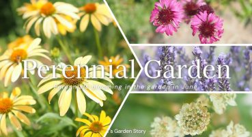 《植えっぱなしで毎年咲く》６月の庭を彩るおすすめの宿根草22種《T’s Gardenのガーデニング》 Bakım