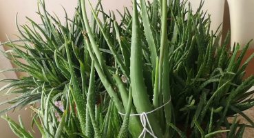 Aloe Vera bitkisi bakımı nasıl yapılır? 3) ALOE VERA ÇİÇEĞİ hakkında bilgiler. Bakım