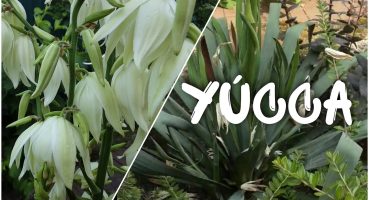 🌺  Юкка нитчатая 🌺  Yucca filamentosa 🌺 Bakım