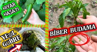 🌶️ 🫑 BİBERDE VERİMİ ARTIRMAK İÇİN BUDAMA YAP | YEŞİL GÜBRE – SIVI GÜBRELER | 🥒 HIYAR HASATI 👩‍🌾 Bakım