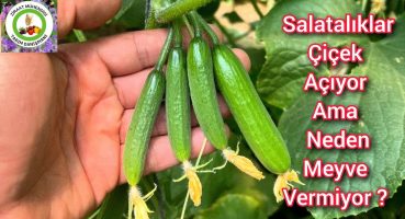 Salatalıklar Çiçek Açıyor Ama Neden Meyve Vermiyor ? Üzüm Gibi Salatalık Yetiştirmenin 7 Püf Noktası Bakım
