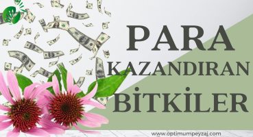 EN ÇOK PARA KAZANDIRAN BİTKİLER !  BU BİTKİLERİN ÜRETİMİ ÇOK PARA KAZANDIRIYOR! Bakım