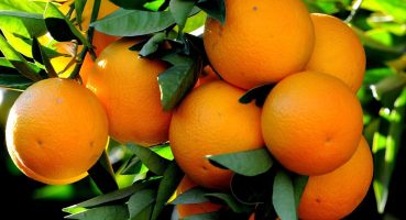 PORTAKAL REÇELİ TARİFİ /  Portakal Reçeli nasıl yapılır ?