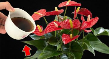 1 Cup Per Week! Suddenly Anthurium Blooms 600% More Bakım