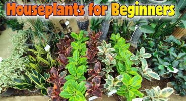 Why should you buy these plants ? | The best houseplants for beginners in 2024 Bakım