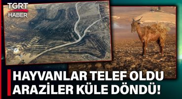 Diyarbakır ve Mardin’deki Yangında Bilanço Giderek Ağırlaşıyor! İşte Acı Gerçekler – TGRT Haber