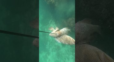 #doublekill #snorkeling #diving #hamour #bigfish #hit #huge #spearfishing #grouper #viral #trailer Fragman izle