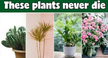 What are the best low water indoor plants? | Don’t water these plants for a month! Bakım