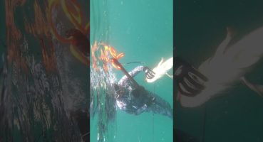 #snorkeling #diving #hamour #bigfish #hit #huge #fish #spearfishing #grouper #viral #trailer Fragman izle