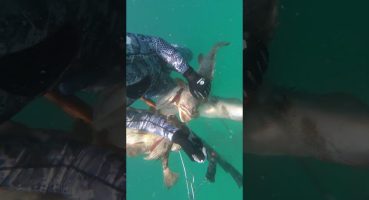 #snorkeling #diving #hamour #bigfish #hit #huge #fish #spearfishing #grouper #viral #trailer Fragman izle
