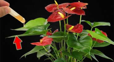 Add 1 Drop to the Root! Any Anthurium Tree Will Bloom As Fast As An Arrow Bakım