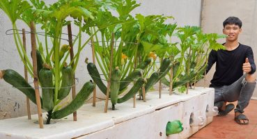 I was surprised with this solution for growing zucchini! Lots of fruit and easy to make Bakım