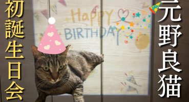 サプライズで誕生日会＆プレゼントを元野良猫にあげてみた Fragman İzle