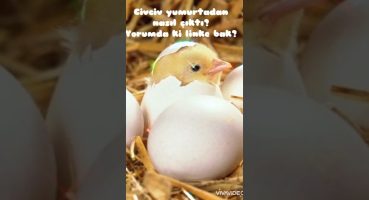 Civciv yumurtadan nasıl çıkar