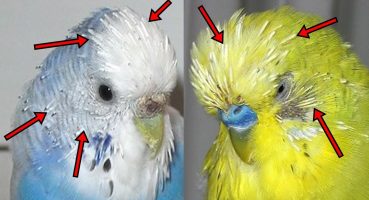 kuşlarda tüy dökümü neden olur