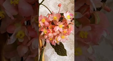 az güneşi sever az sulanmalı.bol çiçekli günler 🌿🤗 #bitkibakımı #plants #begonias #begonia Bakım