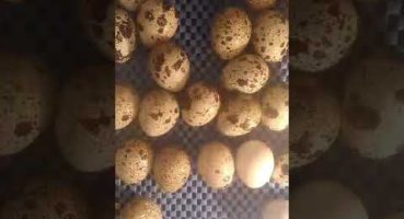 Bıldırcın Civcivi Yumurtadan Nasıl Çıkar