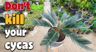 Cycas revoluta care | The most important tips about sago palm care at home Bakım