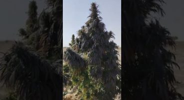 purple og kush plant in afghanistan dagar kakar khorasan Bakım