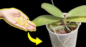 Unbelievable! How corn can make your orchids 100% stronger! Bakım