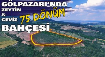 Bilecik Gölpazarı Bayat Köyünde 75 Dönüm Zeytin Ve Ceviz Bahçesi Arazi Yatırım Fırsatı (çek-069) Satılık Arsa