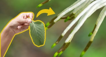 Ancient secret: how Boldo Leaf transforms the growth of orchids! Bakım