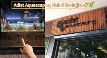 “Petshop” Geziyoruz! #3 (Adist Aquascaping Galeri) Bakım