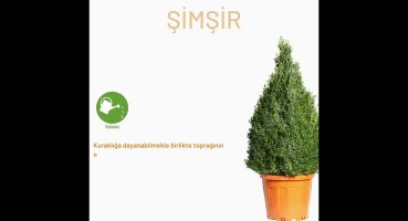 ŞİMŞİR BUXUS BAKIMI #bitkibakımı Bakım