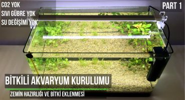 Bitkili Akvaryum Kurulumu – Zemin ve Bitkiler – Part 1 Bakım