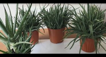 Aloe Vera bitkisi bakımı nasıl yapılır? 1) SAKSI-TOPRAK-SULAMA hakkında bilgiler. Bakım