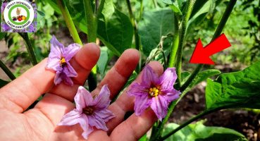 Patlıcanda Yüksek Verim Almanın 10 Sırrı 🌱 Patlıcan Çiçekleri Neden Kuruyup Dökülür Ve Çözüm Yolları Bakım