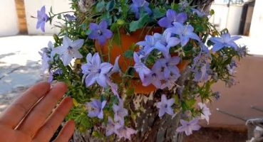 💙Maviş (campanula) Çiçeğine dair herşey bu videoda💯👍#maviş#campanula#çiçekbakımı#gülünbahçesi Bakım