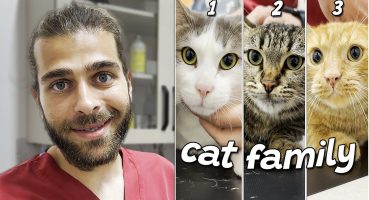 3 KEDİ 1 VİDEODA! ( Kedilerde Tırnak Kesimi Nasıl Yapılır? )