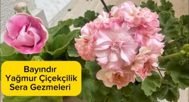 Yeni özel Tür Sardunya Aldım Yağmur çiçekçilik sera gezisi#sardunya #bayındır #çiçek bakımı#keşfet Bakım