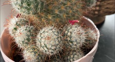 Ballı su mucizesini denediniz mi⁉️#kaktüsbakımı #kaktus #cactus #çiçekbakımı #bitkibakımı Bakım