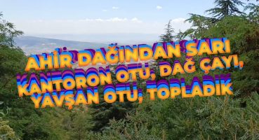 DAĞDAN ŞİFALI BİTKİLER :SARI KANTARON YAVŞAN OTU DAĞ ÇAYI #nature #doğa Bakım