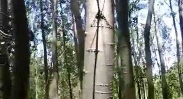 Ormanlik alan selvi kavaği ormanı kanada kavaği hakkında