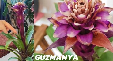 Guzmanya Bakımı Nasıl Yapılır?: Çiçek Solması ve Çoğaltma İpuçları ile Pratik Bakım Yöntemleri Bakım