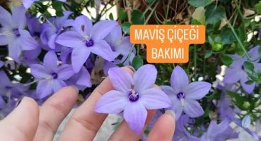 🎉MAVİŞ ÇİÇEĞİ BAKIMI, NASIL BOL ÇIÇEKLENİR BÜTÜN PÜF NOKTALAR ☘️ #campanula #mavis Bakım