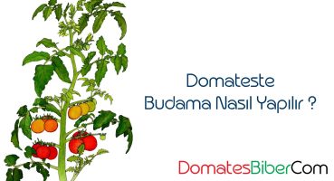 Domateste Budama Nasıl Yapılır ?