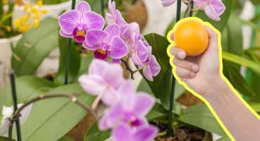 Secret Method To Propagate Orchids 500 Times Faster Bakım