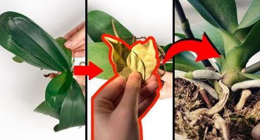 Secrets to multiplying your orchids at home Bakım