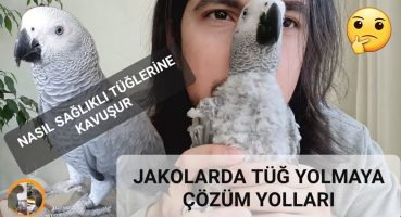 JAKO PAPAĞANIM TÜĞ YOLMA SORUNUNU NASIL ÇÖZDÜM yeni tüğler nasıl çıkar