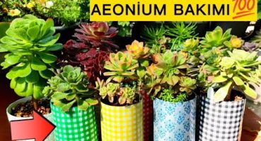 Aeonium Bakımı | Çiçek Açınca Ölüyor | Monokarpik Bitki Bakım